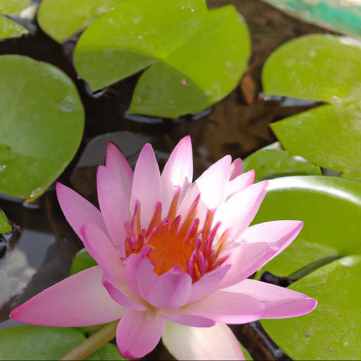 Benefits of nymphaea rosanna supreme