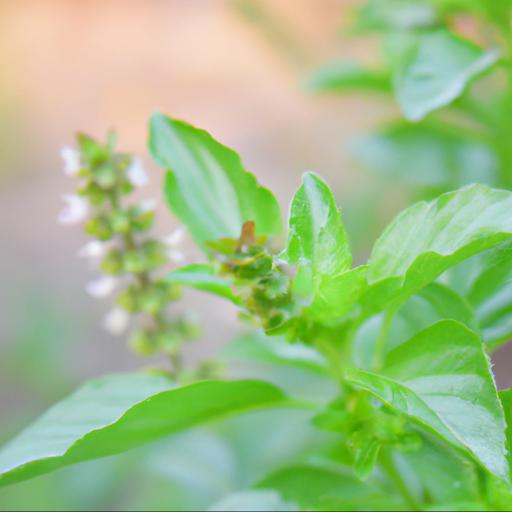 Benefits of ocimum basilicum var