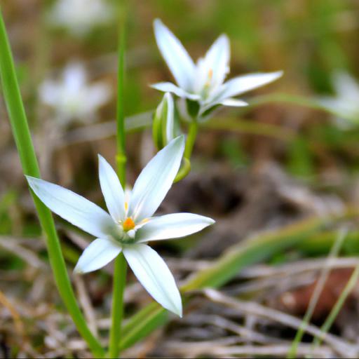 Benefits of ornithogalum umbellatum