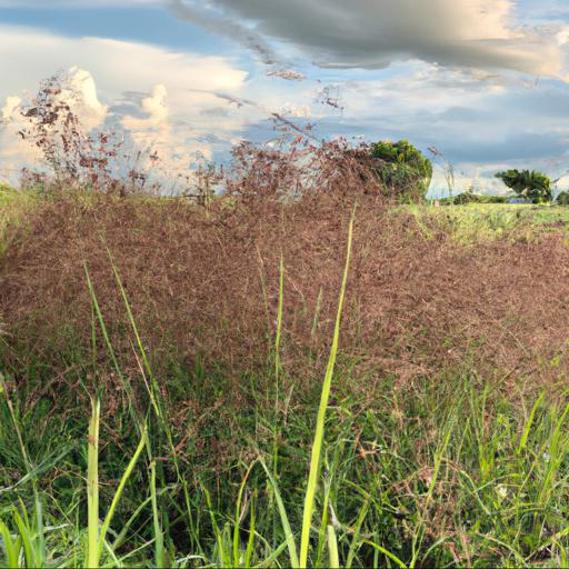 Benefits of panicum virgatum prairie sky