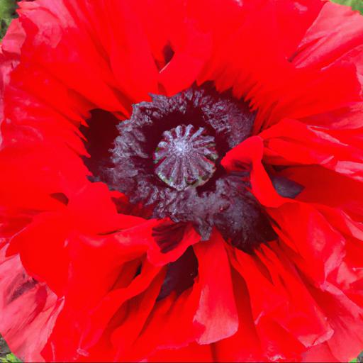 Benefits of papaver orientale avebury crimson