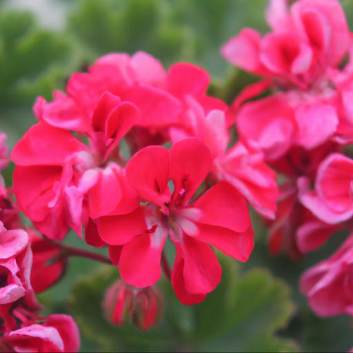 Benefits of pelargonium attar of roses