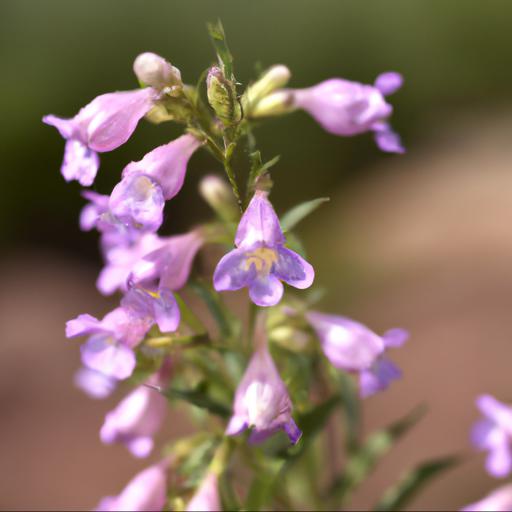 Benefits of penstemon geoff hamilton