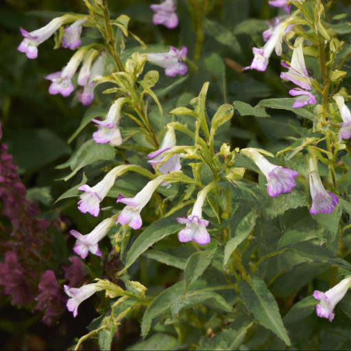 Benefits of penstemon pensham laura