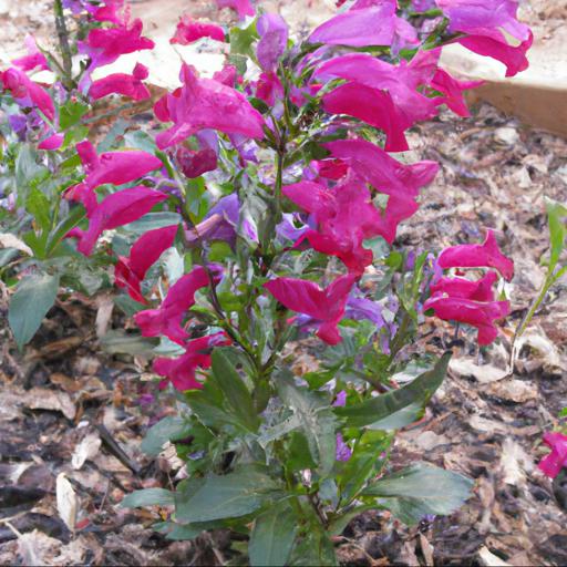 Benefits of penstemon razzle dazzle