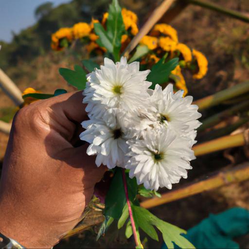 Benefits of picking flowers in december