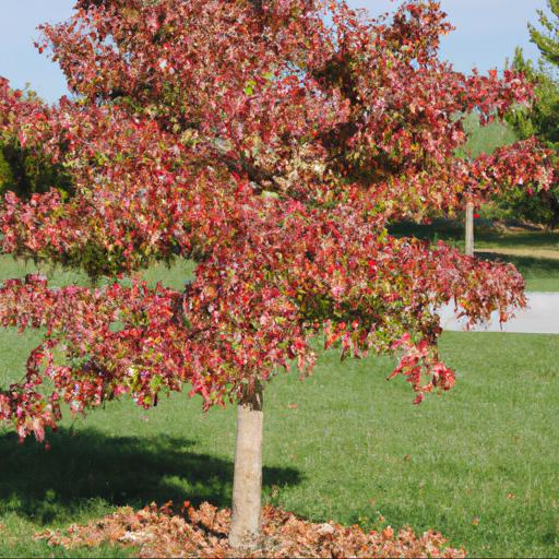 Benefits of planting liquidambar styraciflua burgundy