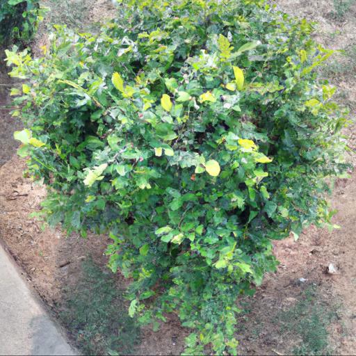 Benefits of planting reliable shrubs and trees