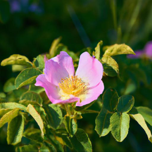 Benefits of rosa pimpinellifolia