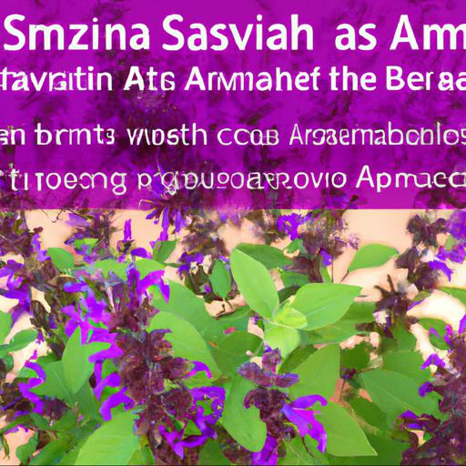 Benefits of salvia amistad: how can it help you