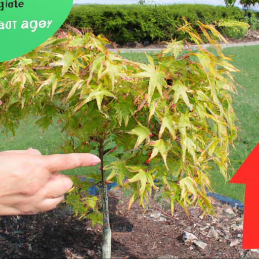 Care and maintenance of acer campestre: tips for growing and caring for the species