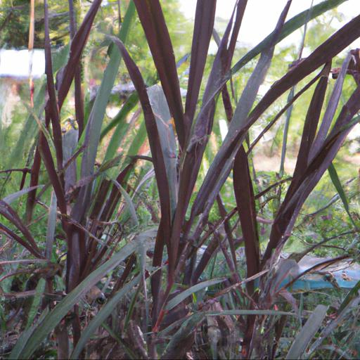 Care and maintenance of panicum virgatum shenandoah