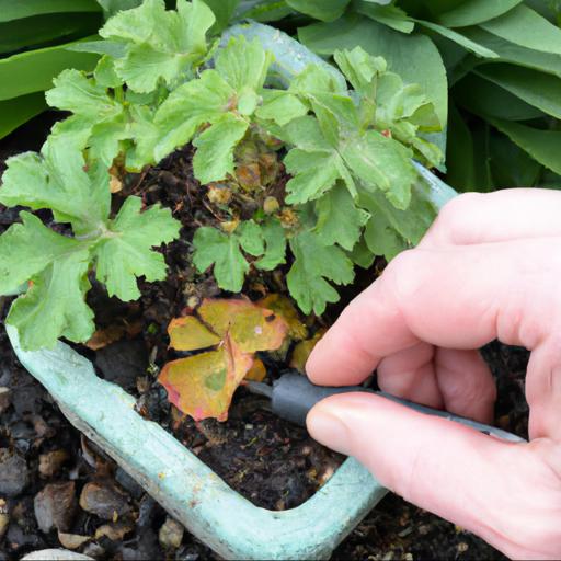 Caring for geranium macrorrhizum spessart