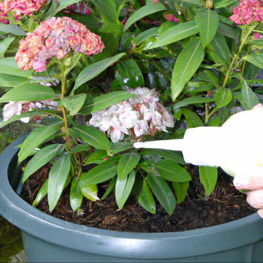 Caring for kalmia latifolia