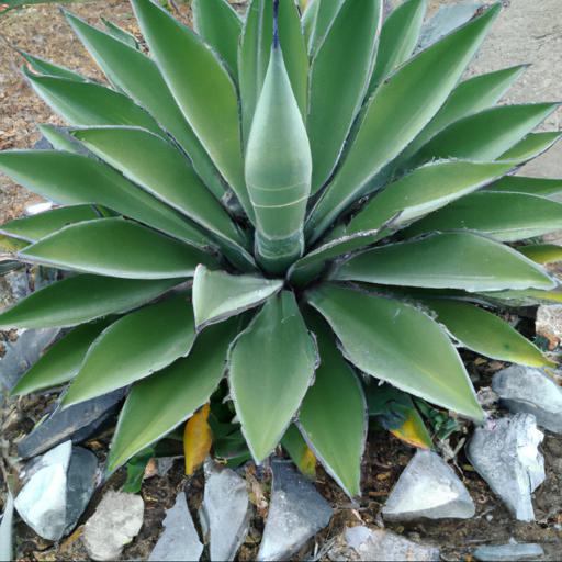 Characteristics of agave parrasana