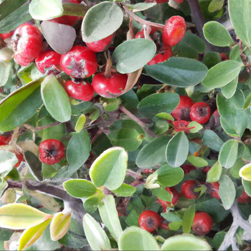 Characteristics of cotoneaster hylmoei