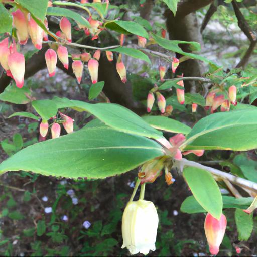 Characteristics of enkianthus cernuus f