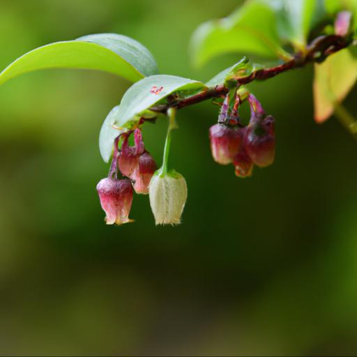 Characteristics of enkianthus perulatus