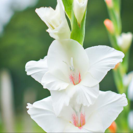 Characteristics of gladiolus colvillei the bride