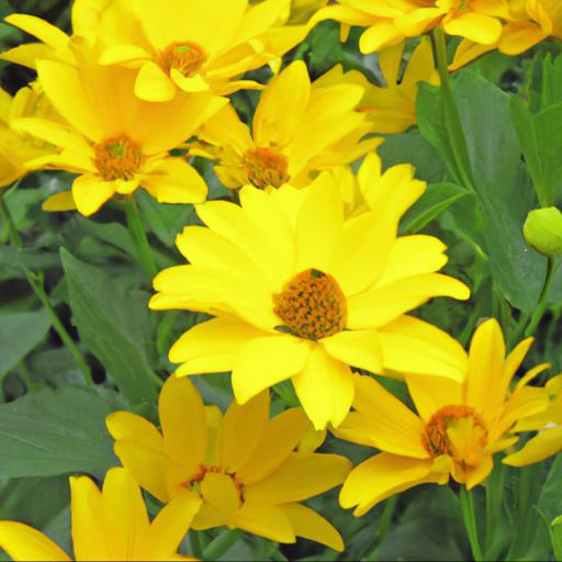 Characteristics of heliopsis venus