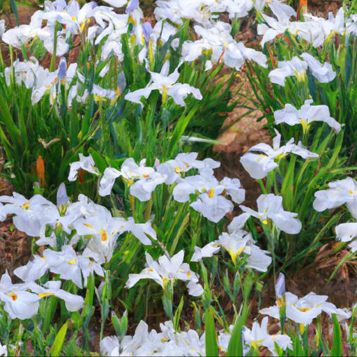 Characteristics of iris laevigata snowdrift