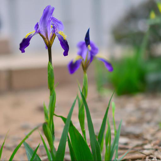 Characteristics of iris noctambule