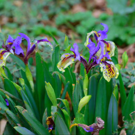 Characteristics of iris reticulata edward