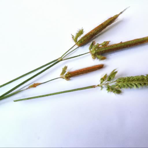 Characteristics of isolepis cernua