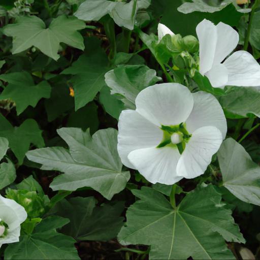 Characteristics of lavatera trimestris mont blanc