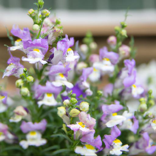 Characteristics of linaria x dominii carnforth