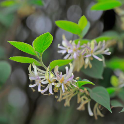 Characteristics of lonicera ligustrina var