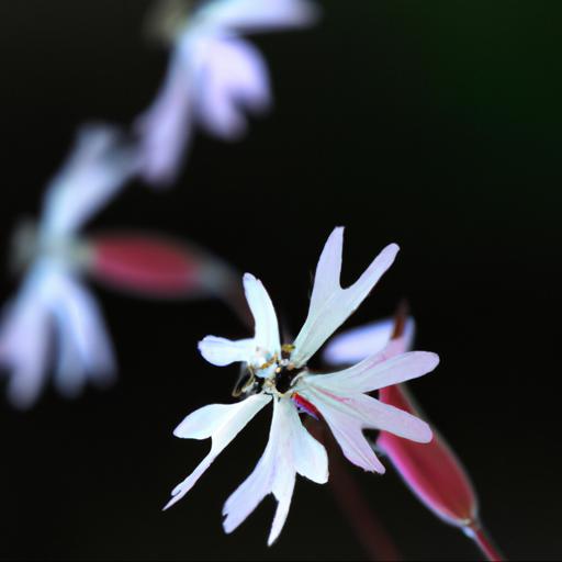 Characteristics of lychnis flos cuculi white robin