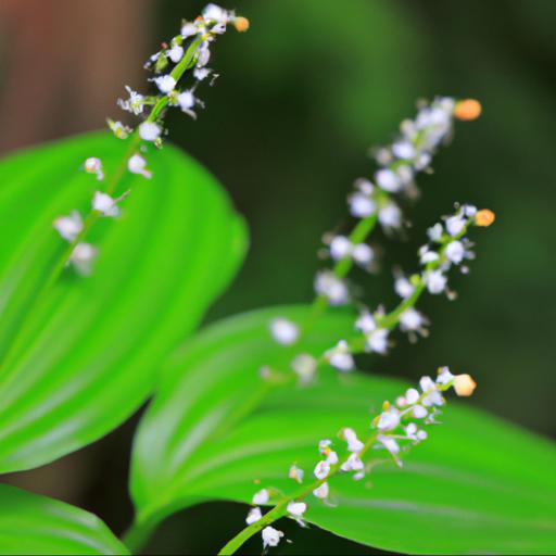 Characteristics of maianthemum laxiflorum