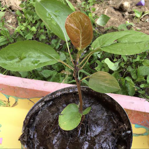 Characteristics of malus domestica bramleys seedling