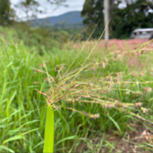 Characteristics of molinia caerulea subsp