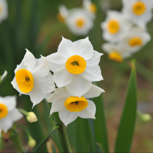 Characteristics of narcissus canaliculatus