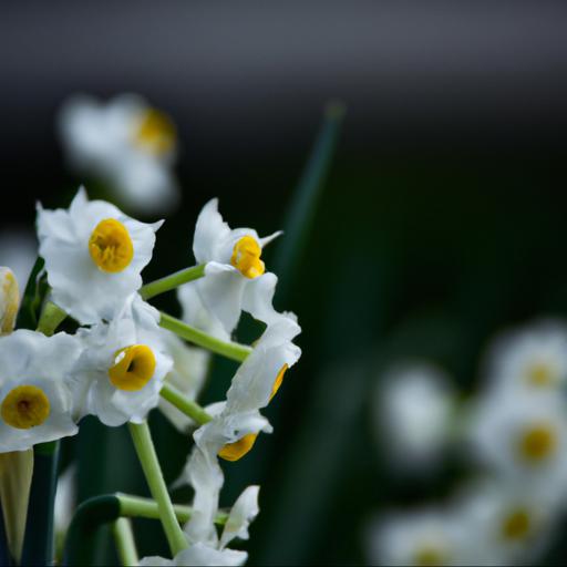 Characteristics of narcissus hawera