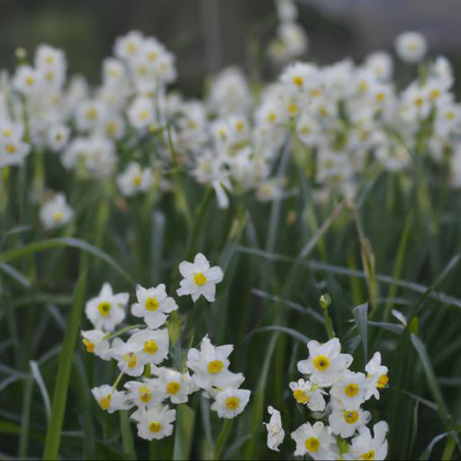 Characteristics of narcissus papyraceus