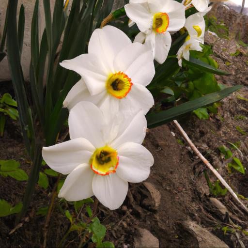 Characteristics of narcissus poeticus var