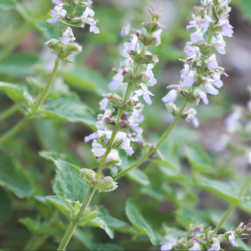 Characteristics of nepeta longipes