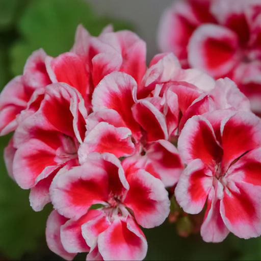 Characteristics of pelargonium (zonal group) frank headley