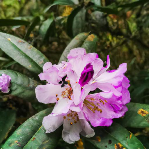 Characteristics of rhododendron dora amateis