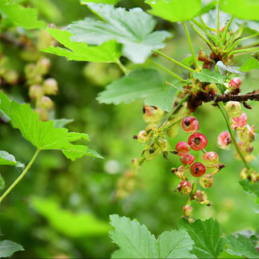 Characteristics of ribes x beatonii