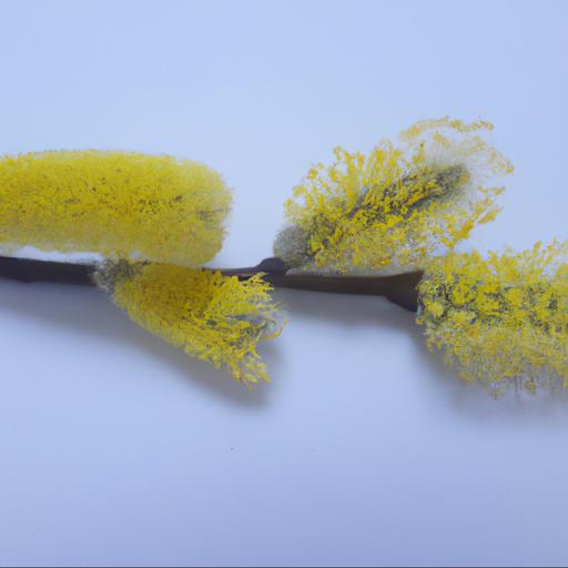 Characteristics of salix caprea