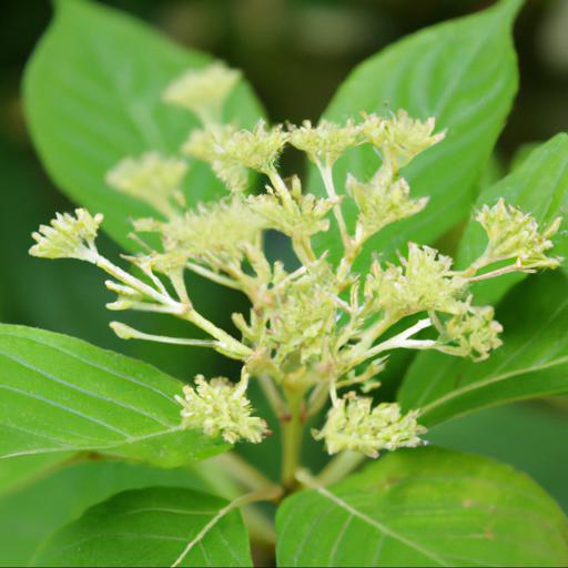 Characteristics of the hydrangea aspera villosa group