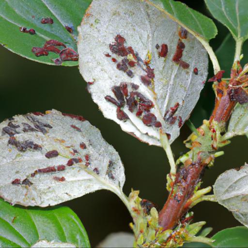 Common pests and diseases of fothergilla major