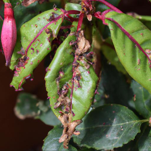 Common pests and diseases of fuchsia brutus