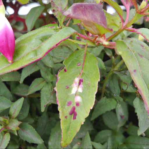 Common pests and diseases of fuchsia magellanica