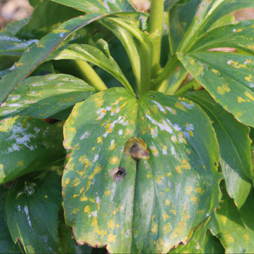 Common pests and diseases of helleborus foetidus