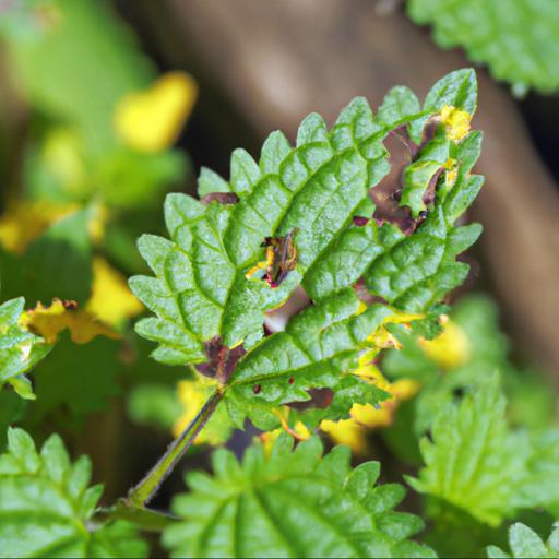 Common pests and diseases of lamium galeobdolon